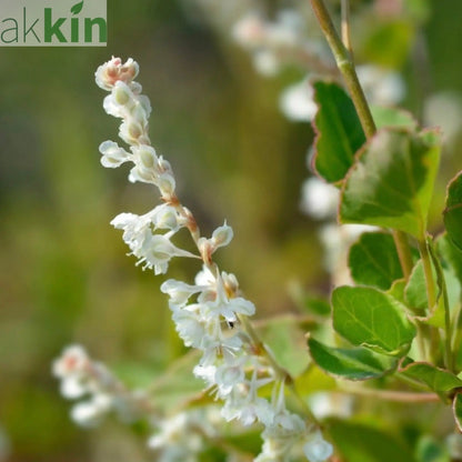 Fallopia baldschuanica  - Russian Vine One Click Plants