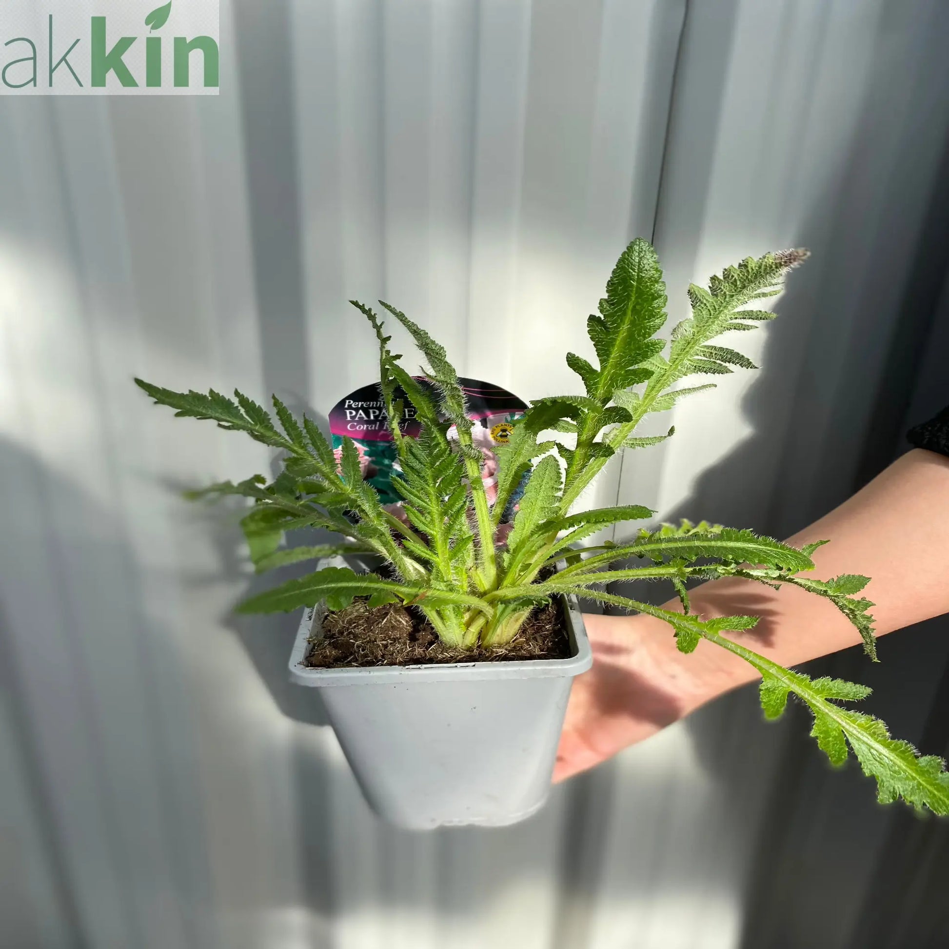 Papaver - Coral Reef Poppy 1L One Click Plants