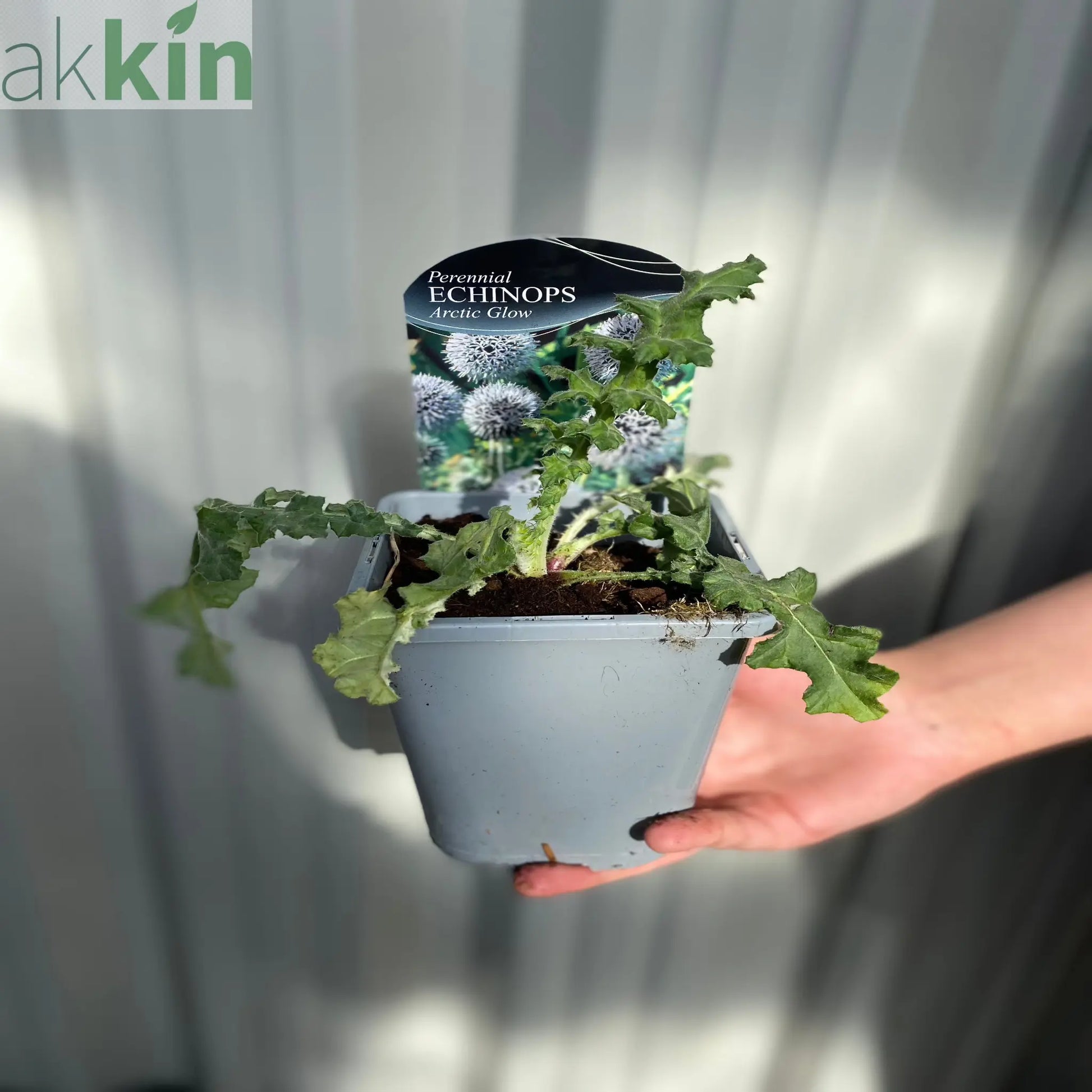 Echinops sphaerocephalus 'Artic Glow' 1L One Click Plants