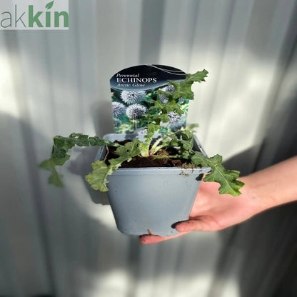 Echinops sphaerocephalus 'Artic Glow' 1L One Click Plants