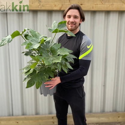 Fatsia japonica 9cm-5L One Click Plants