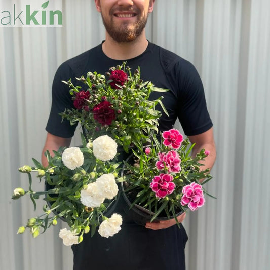 3 x Dianthus Perennials 3L | 3 Different Varieties One Click Plants
