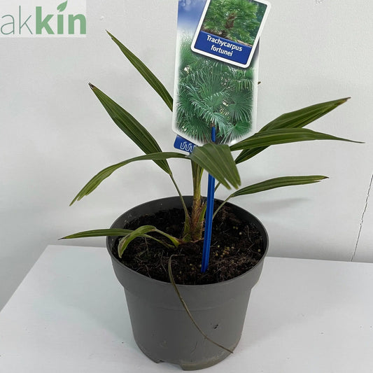 Trachycarpus Fortunei (Palm) One Click Plants