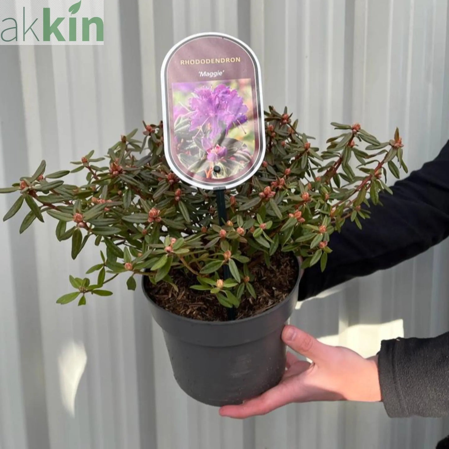 Rhododendron 'Maggie' 2L One Click Plants