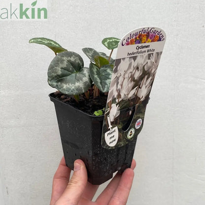 White Hardy Cyclamen (9cm Pot) One Click Plants