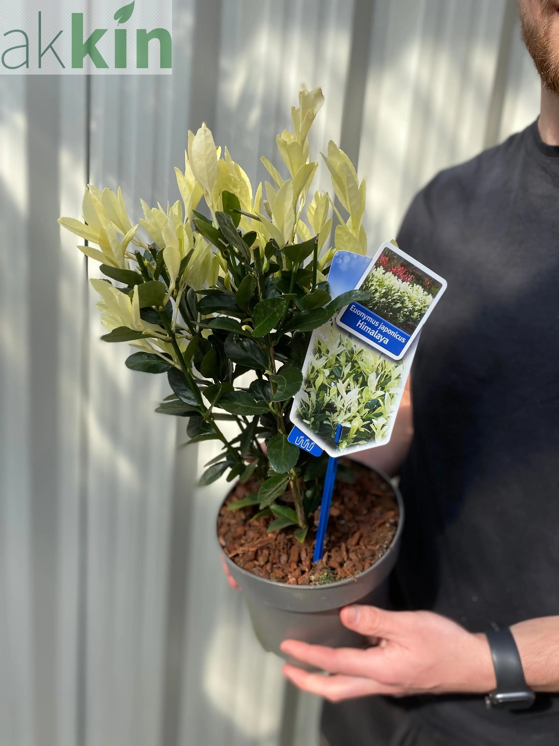 Euonymus japonica 'Himalaya' 9cm/2L/5L One Click Plants