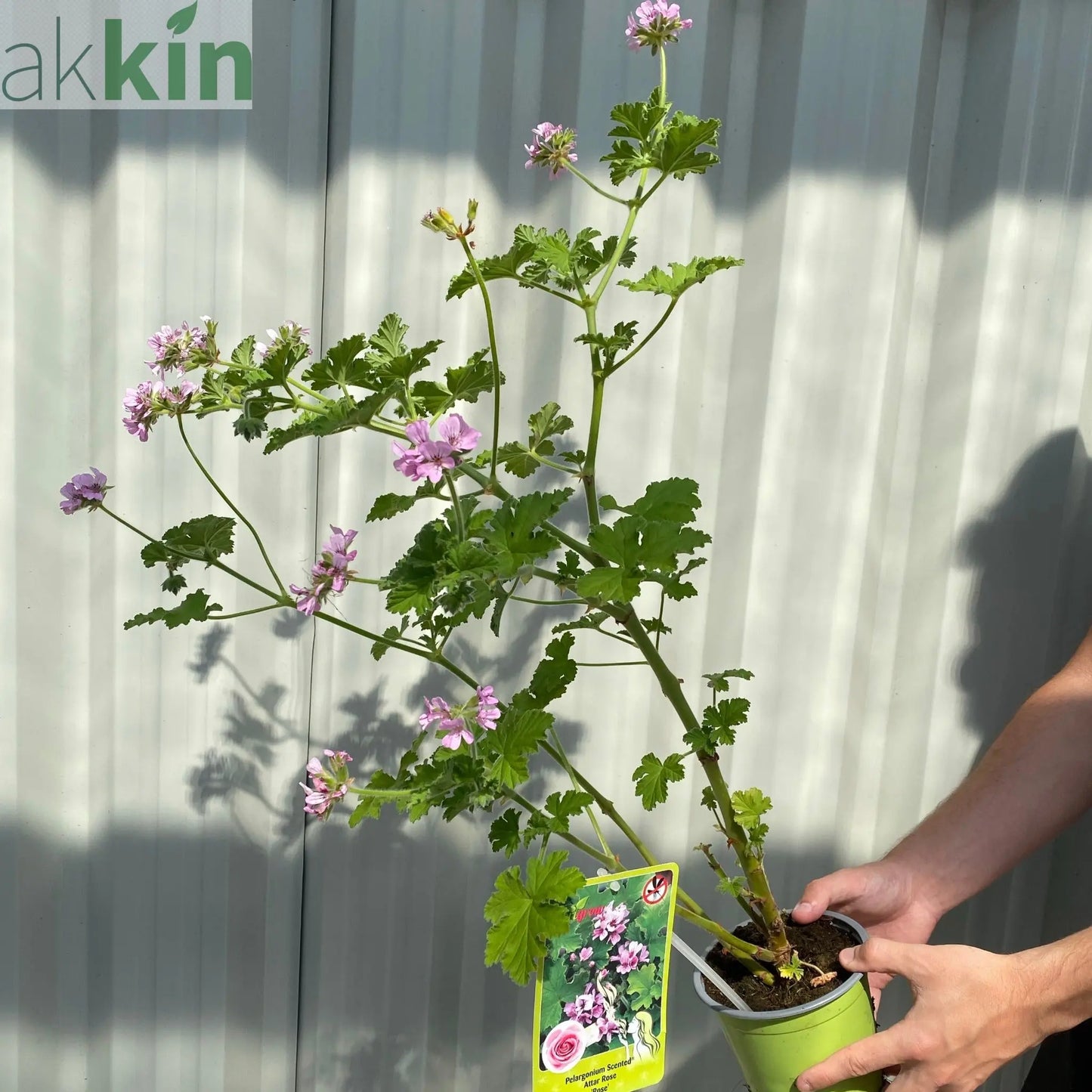 Scented Pelargonium (Scented Geranium) 'Rose' One Click Plants