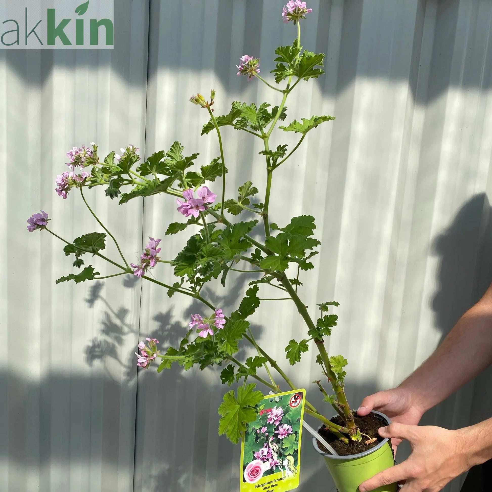 Scented Pelargonium (Scented Geranium) 'Rose' One Click Plants