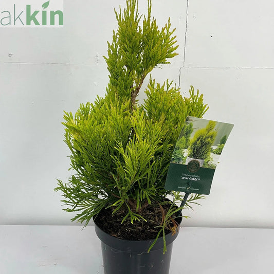 Thuja Plicata '4ever Goldy' 2L One Click Plants