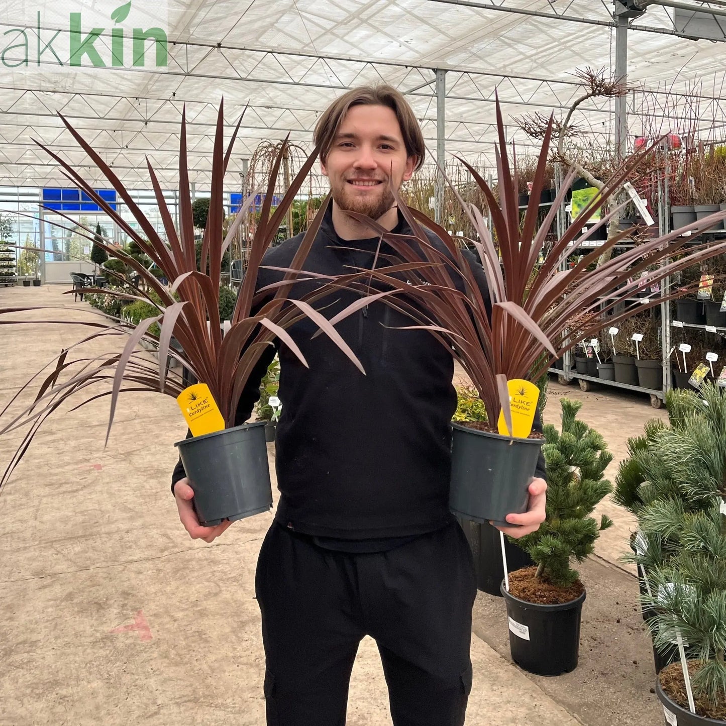 Cordyline australis 'Red Star' (3 sizes available) One Click Plants