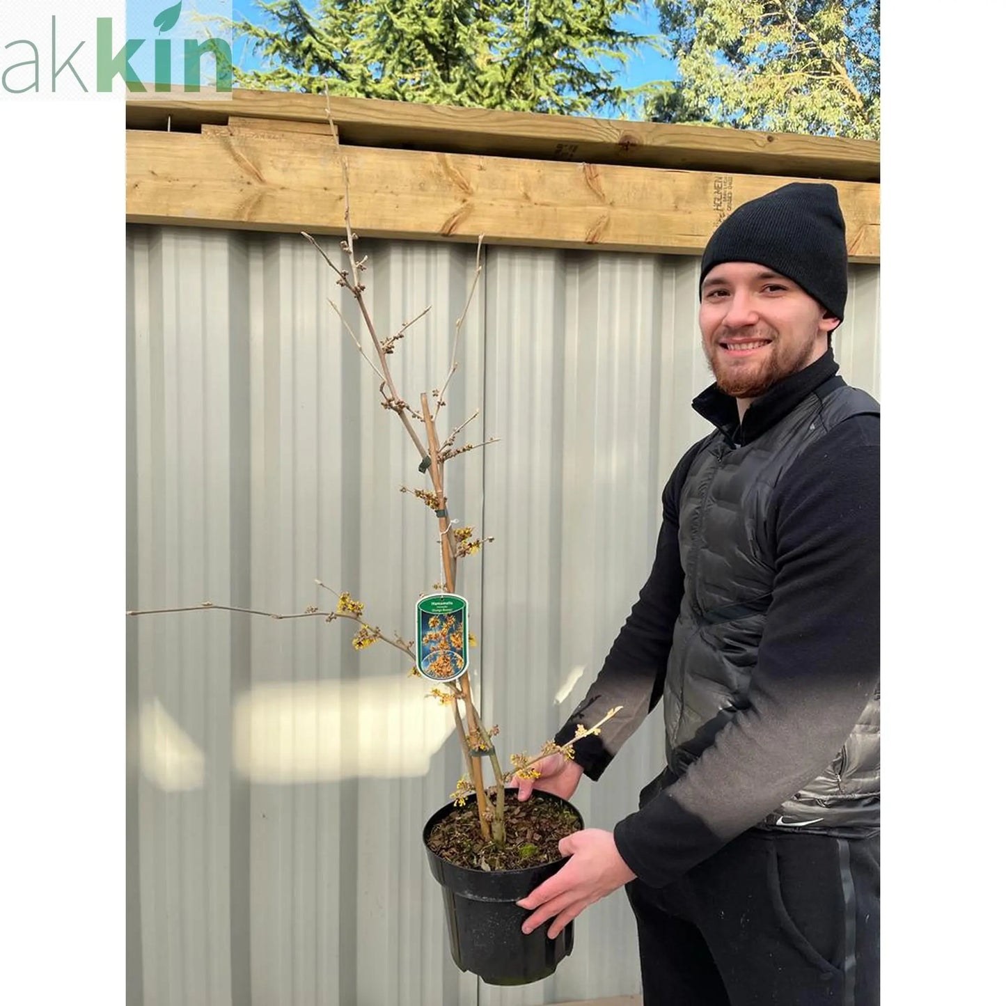 Hamamelis - Orange Beauty (Witch Hazel) 5L One Click Plants