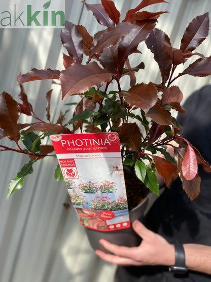 Photinia 'Magical Volcano' 5L (Multibuy Offers Available) One Click Plants