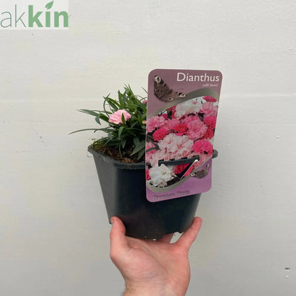 Dianthus - I Love You 10.5cm / 2L One Click Plants