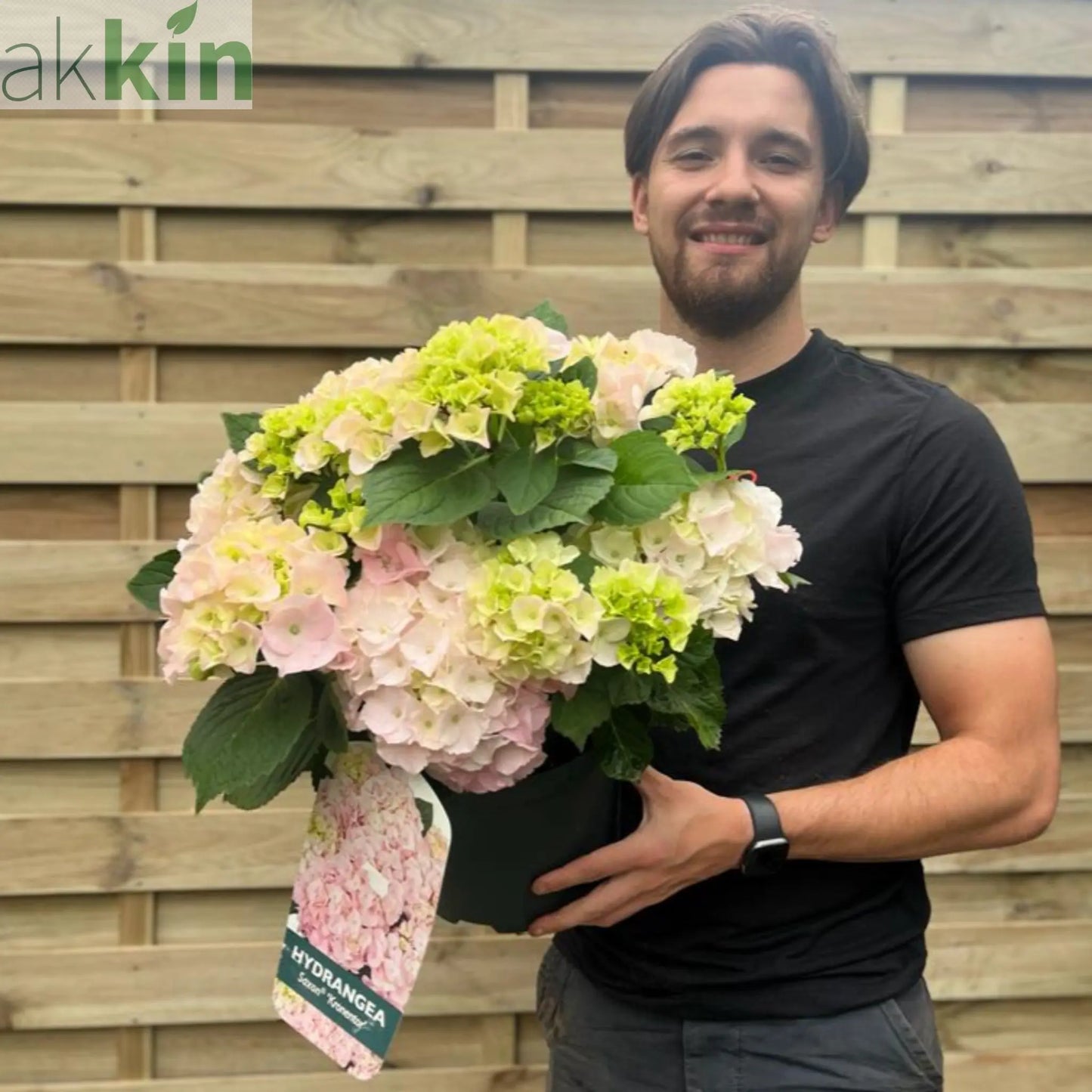 Hydrangea macrophylla 'Kronentor' 5L One Click Plants