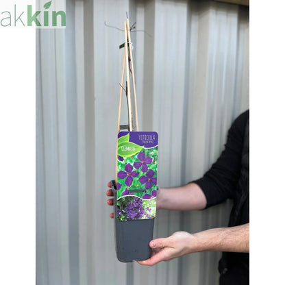 Clematis 'Polish Spirit' 60cm One Click Plants