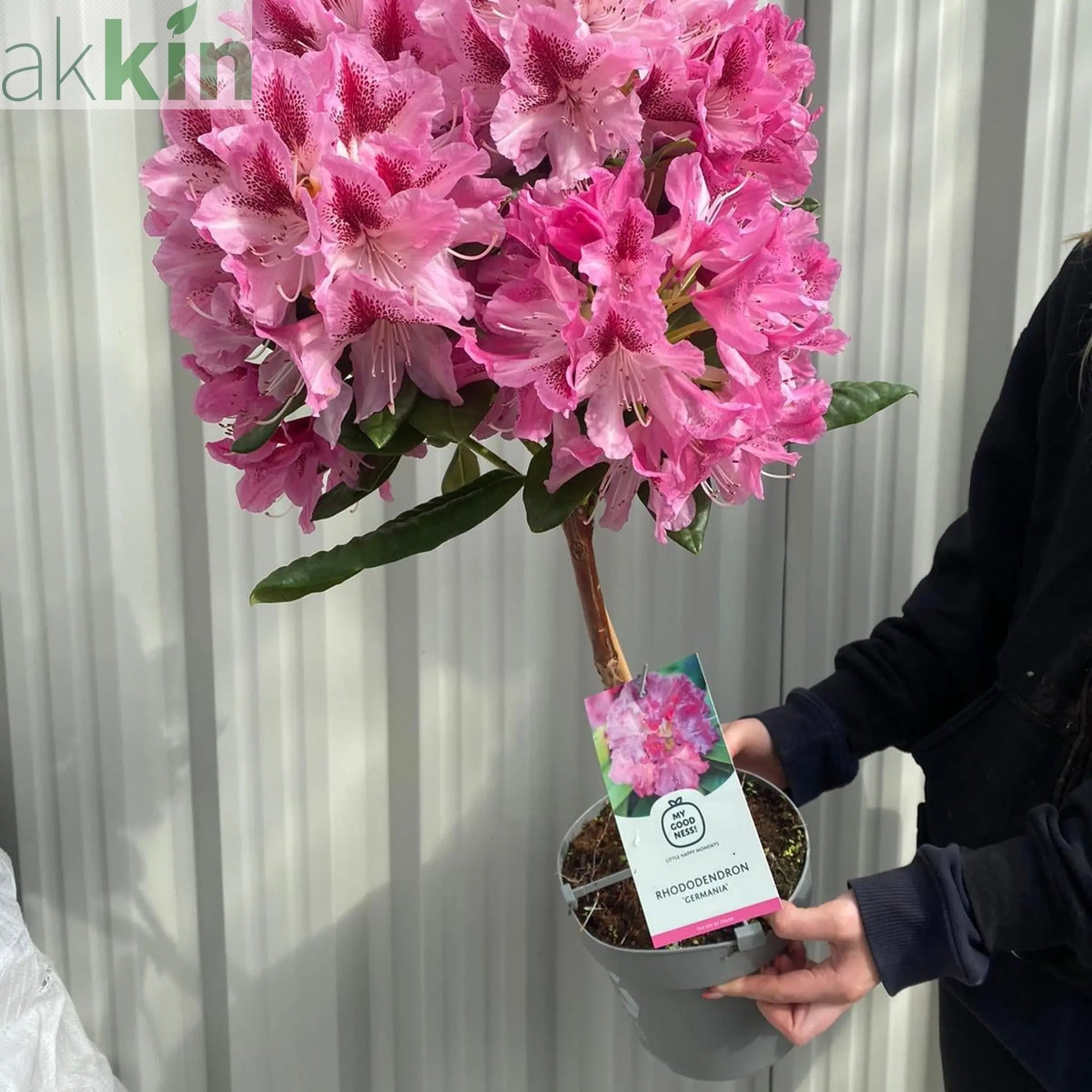 Standard Rhododendron 'Germania' (Pink) 80cm One Click Plants