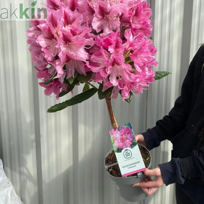 Standard Rhododendron 'Germania' (Pink) 80cm One Click Plants