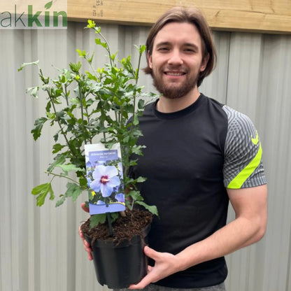 Hibiscus Syriacus 'Marina' 1.5L One Click Plants