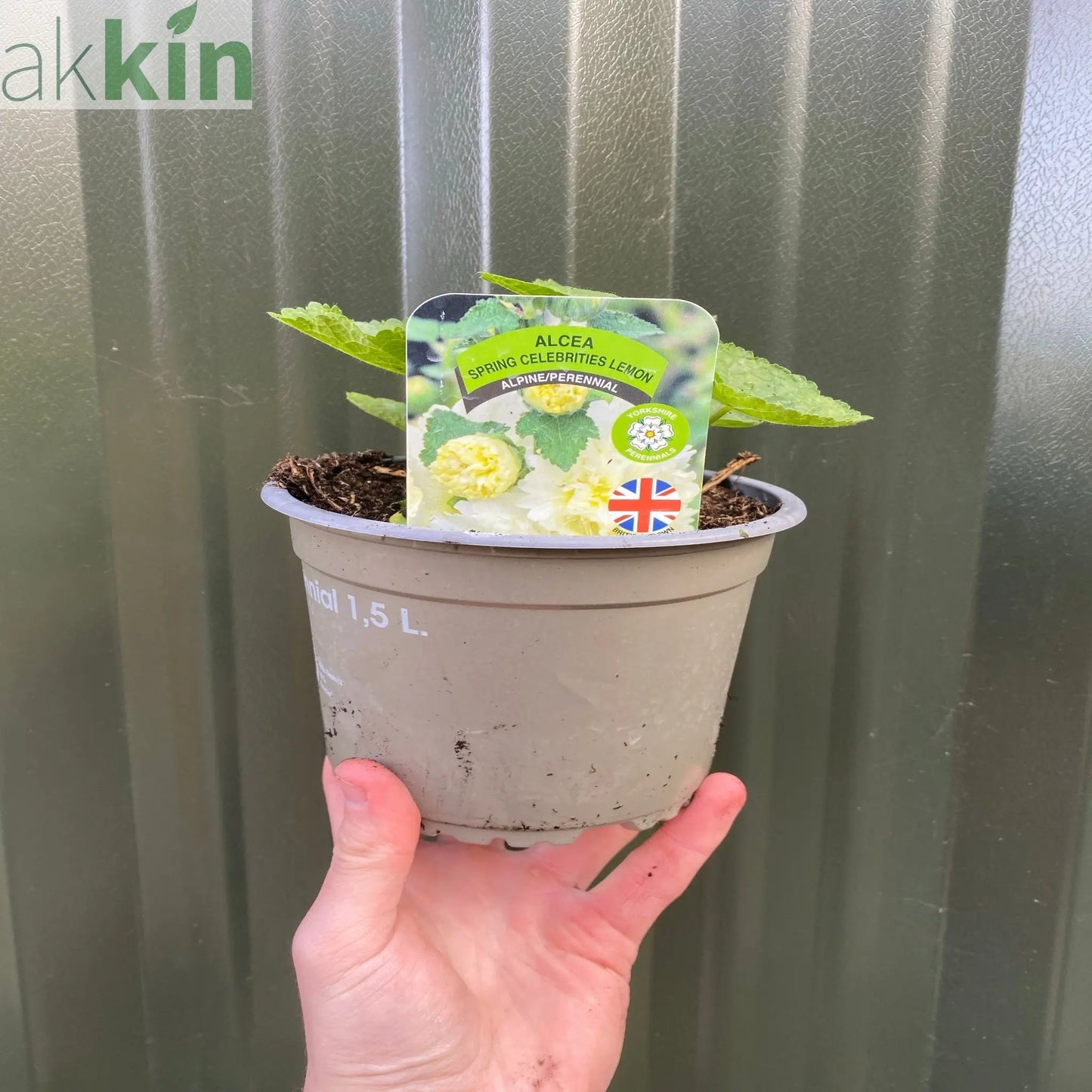 Hollyhock (Alcea) Yellow 'Spring Celebrities Lemon' 1.5L One Click Plants