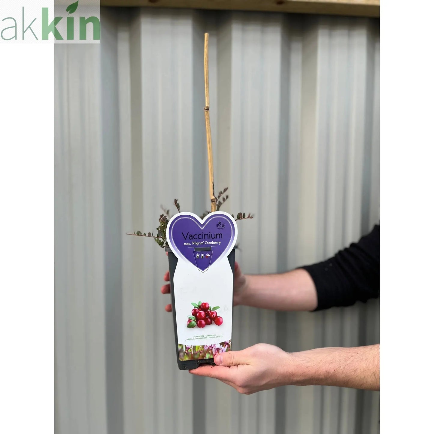 Cranberry 'Early Black' One Click Plants