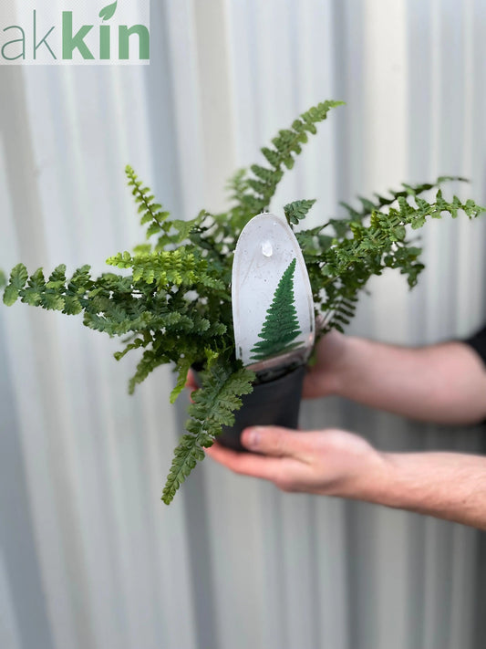 Ferns Polystichum (11cm Growers Pot) One Click Plants