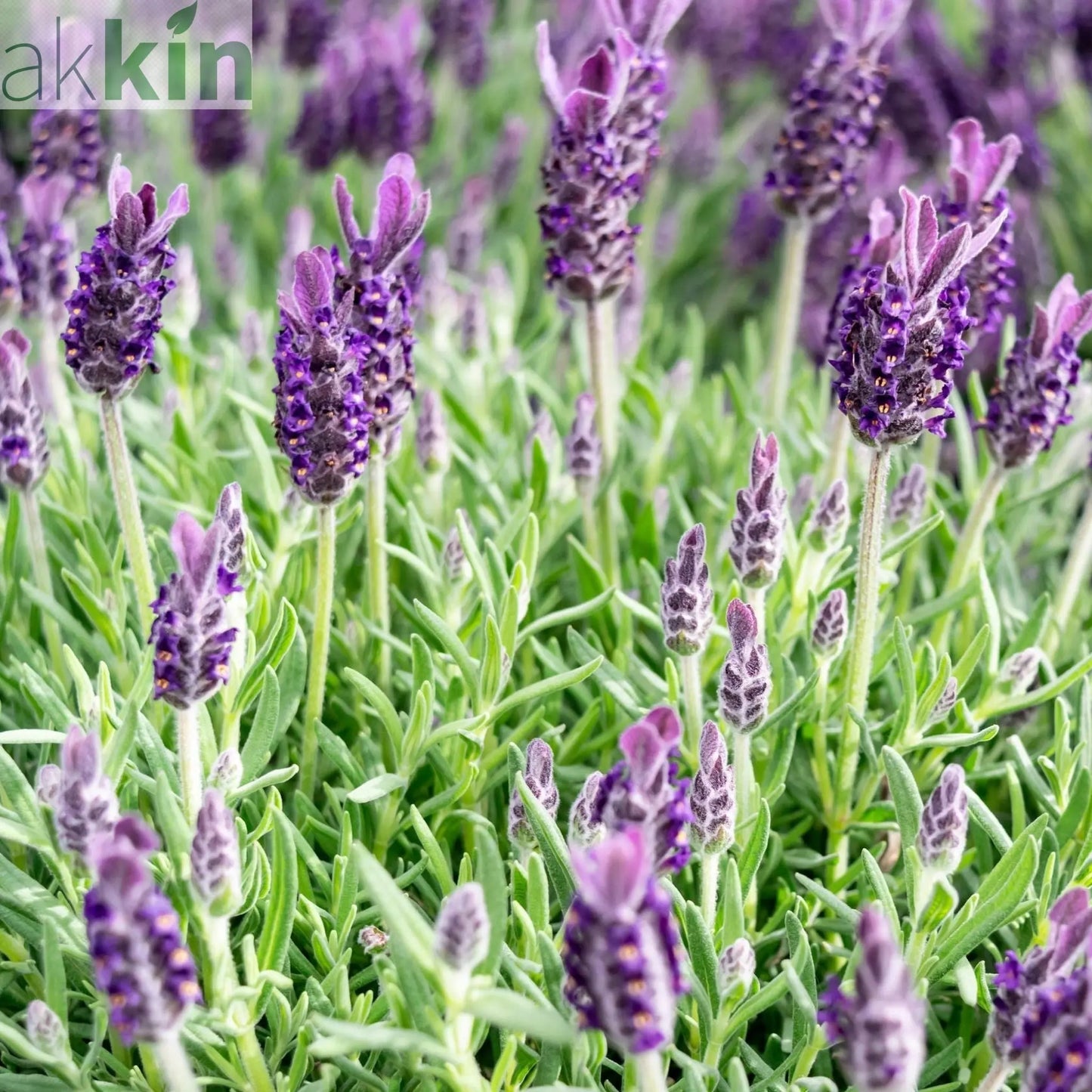 Lavender Stoechas - Javelin Deep Purple 9cm/1.5L/2L One Click Plants