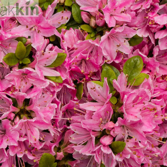 Azalea 'Kermesina Rose' 1L One Click Plants