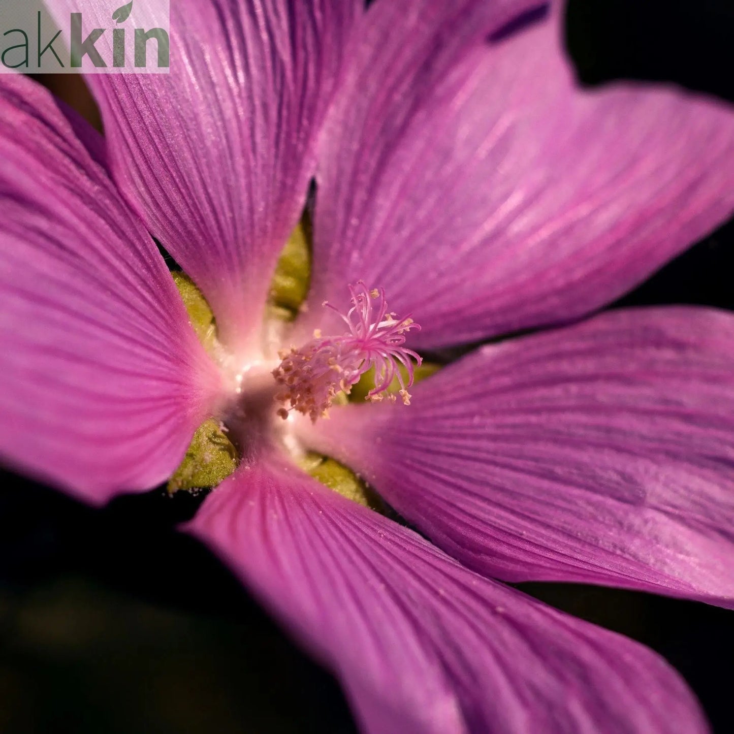 Lavatera 'Lilac Lady' 3L One Click Plants