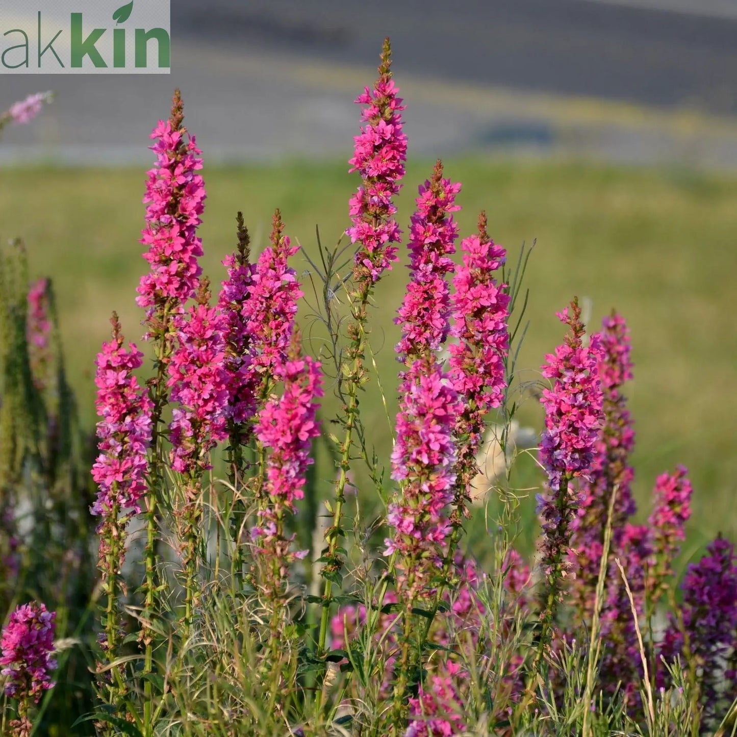 Lythrum - Robin 1.5L One Click Plants