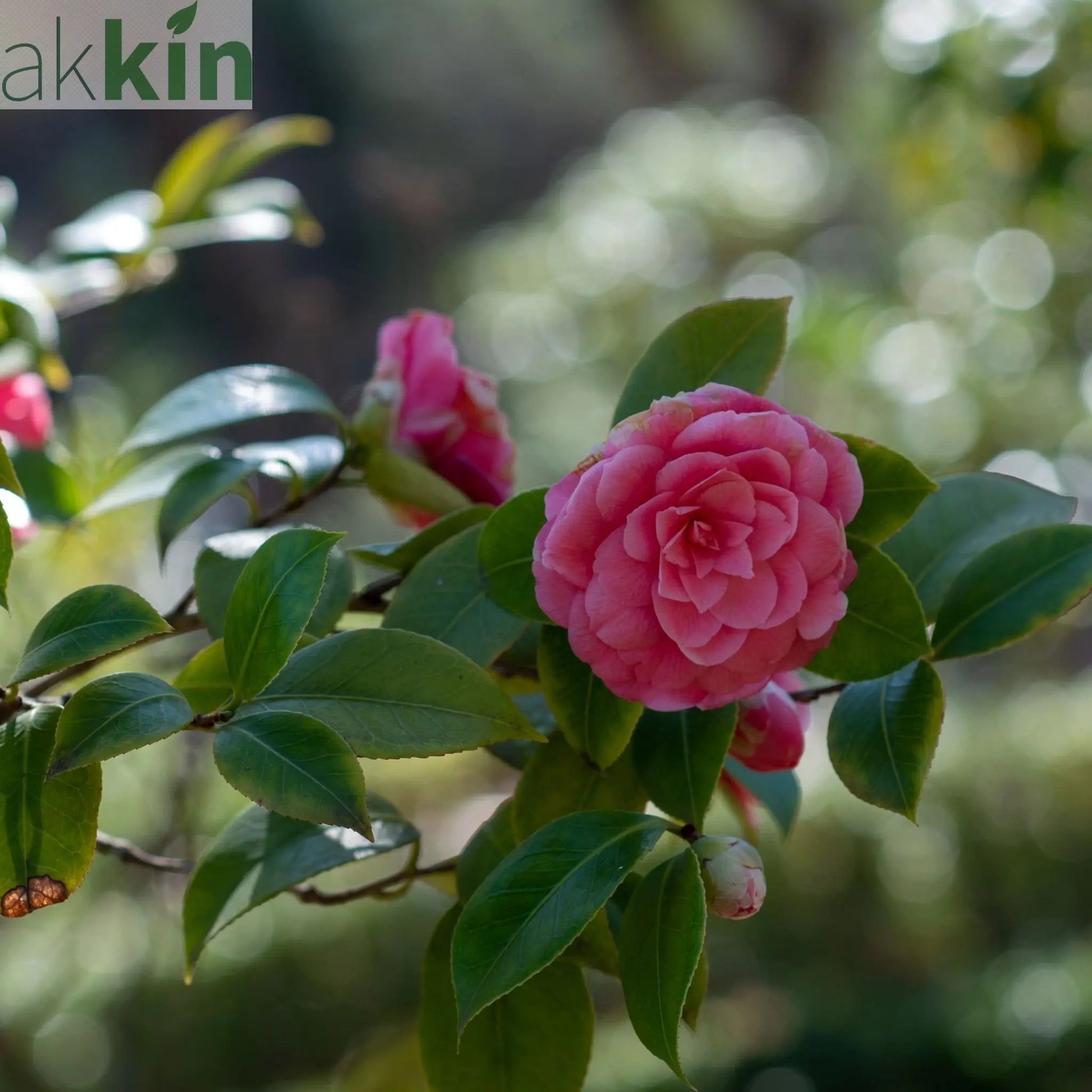 Camellia japonica 'Mrs Tingley' 5L 100-120cm One Click Plants