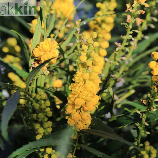 Mahonia 'Soft Caress' 2L One Click Plants
