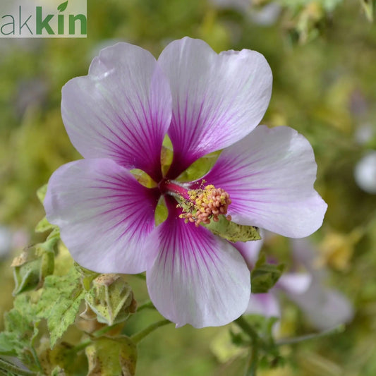 Lavatera 'Maritima' 2L One Click Plants