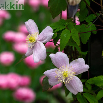 Clematis montana 'Mayleen' 60cm One Click Plants