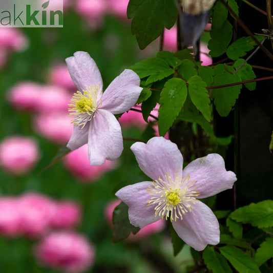 Clematis montana 'Mayleen' 60cm One Click Plants