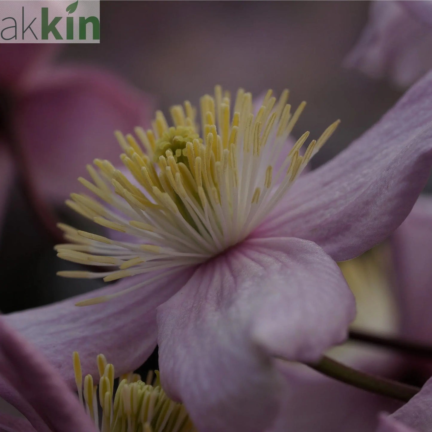 Clematis montana 'Mayleen' 60cm One Click Plants