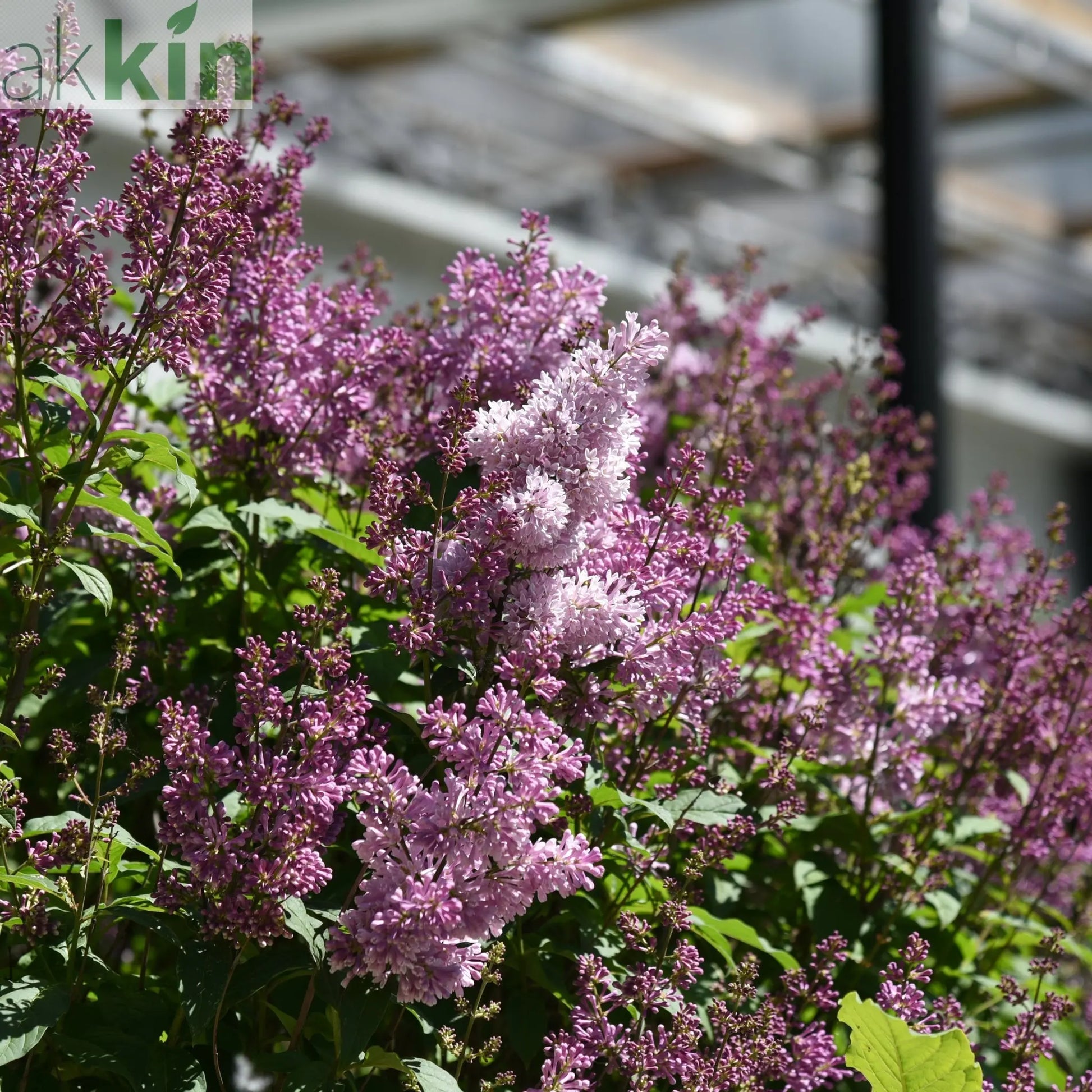 Syringa 'Minuet' (Lilac) 5L One Click Plants
