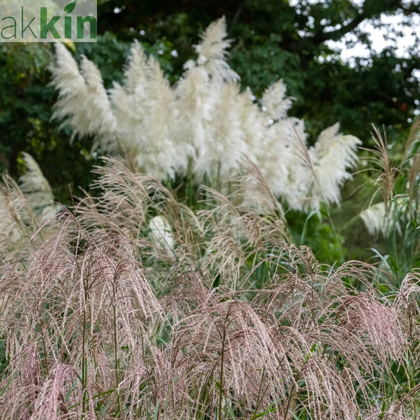 Miscanthus sinensis 'Flamingo' 2L One Click Plants