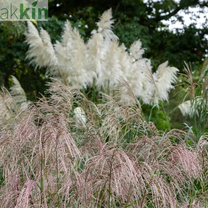 Miscanthus sinensis 'Flamingo' 2L One Click Plants