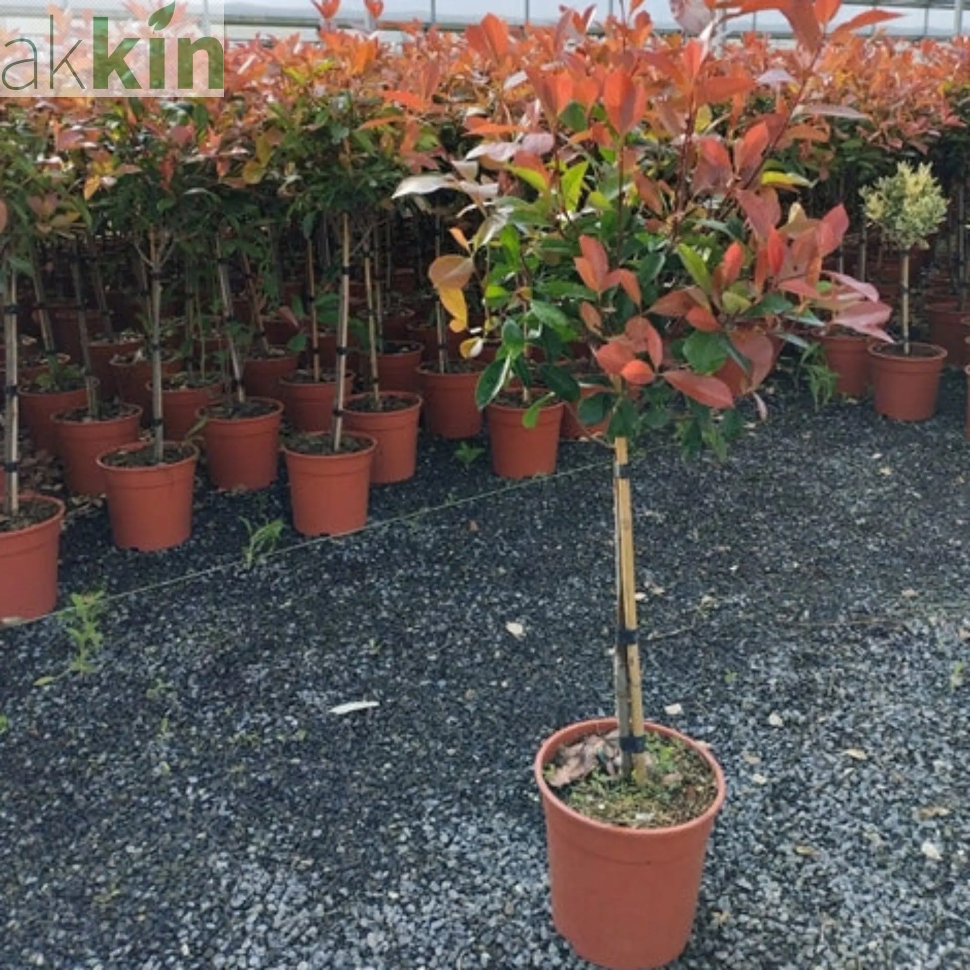 Special offer: Half Standard Photinia 'Red Robin' 100cm (2 for £54.99) One Click Plants