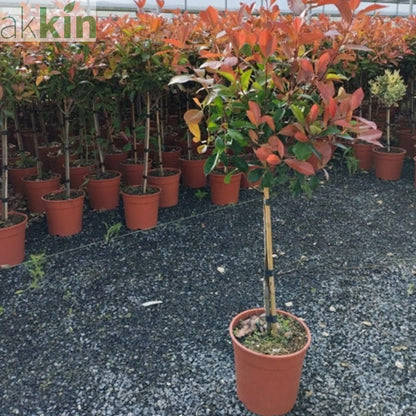 Special offer: Half Standard Photinia 'Red Robin' 100cm (2 for £54.99) One Click Plants