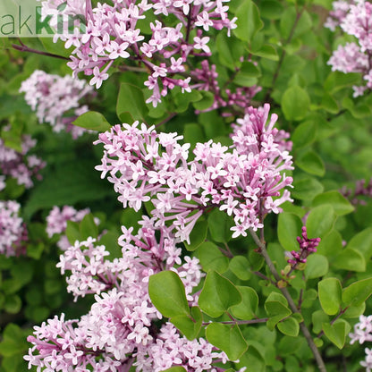 Syringa meyeri 'Palibin' (Lilac) 7.5L One Click Plants
