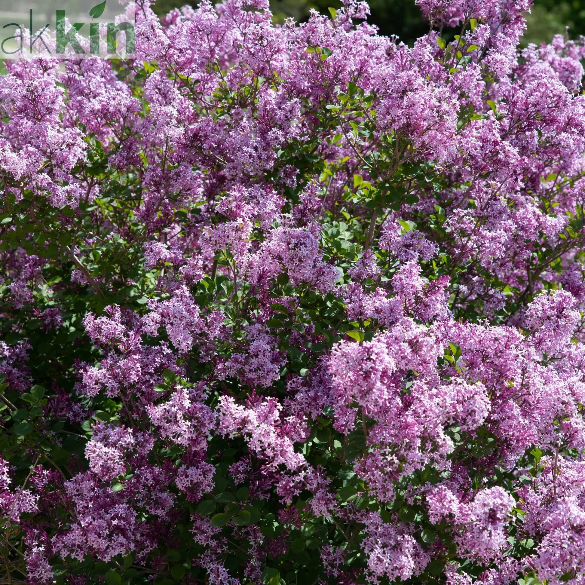 Syringa meyeri 'Palibin' (Lilac) 7.5L One Click Plants