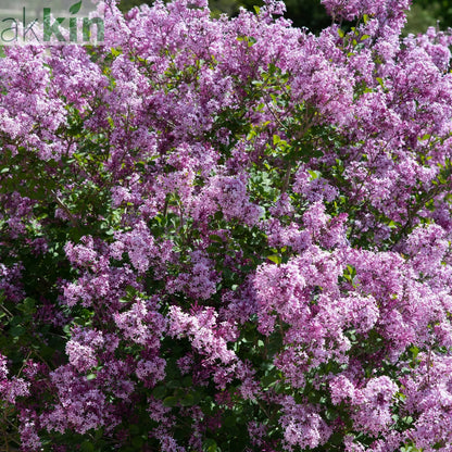 Syringa meyeri 'Palibin' (Lilac) 7.5L One Click Plants