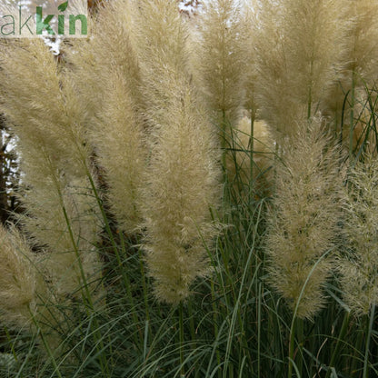 Pampas Grass - Cortaderia selloana Pumila 2L/5L One Click Plants