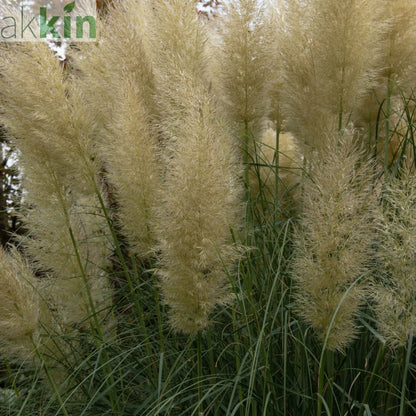 Pampas Grass - Cortaderia selloana White Plume - 40-60cm One Click Plants