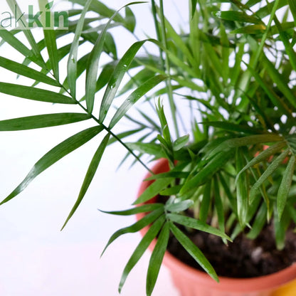 Parlour Palm 40-50cm One Click Plants