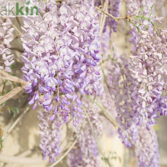 Wisteria sinensis 'Caroline' 60cm One Click Plants