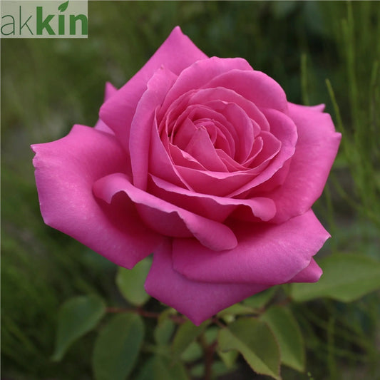 Pink Favourite Rose -  Hybrid Tea (PRE ORDER DECEMBER '25) One Click Plants