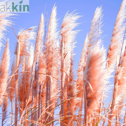 Cortaderia selloana Pink Pampas Grass 9cm/1L/2L/4L One Click Plants