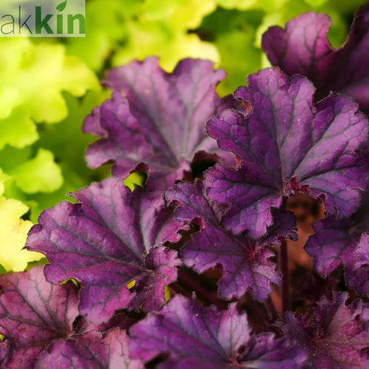 Heuchera 'Melting Fire' 9cm/2L One Click Plants